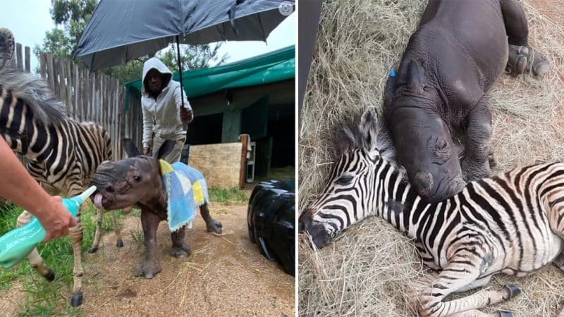 Orphaned Baby Zebra and Rhino Help Each Other Heal and Become Best Friends