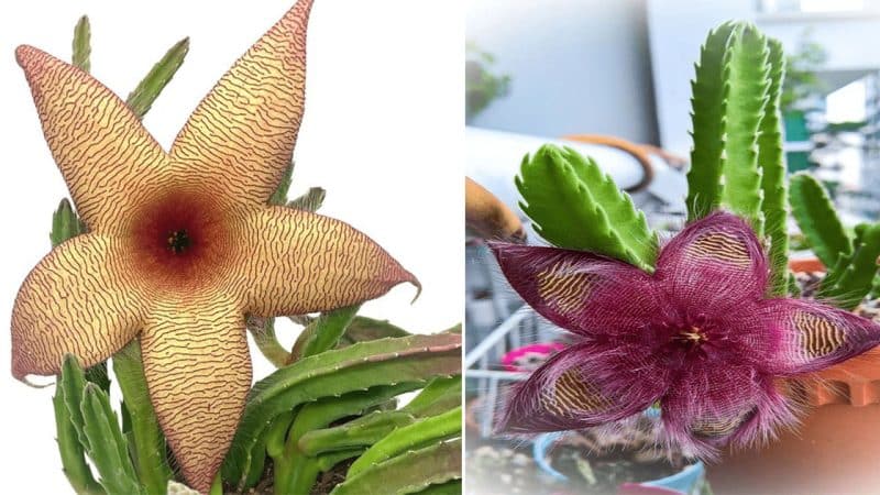 Tips For Growing Starfish Flowers Indoors