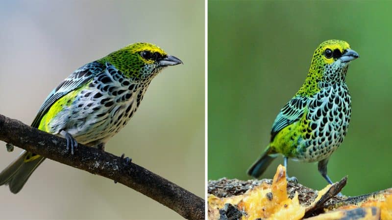 Discover the Vibrant Speckled Tanager: A Colorful Gem of South American Forests