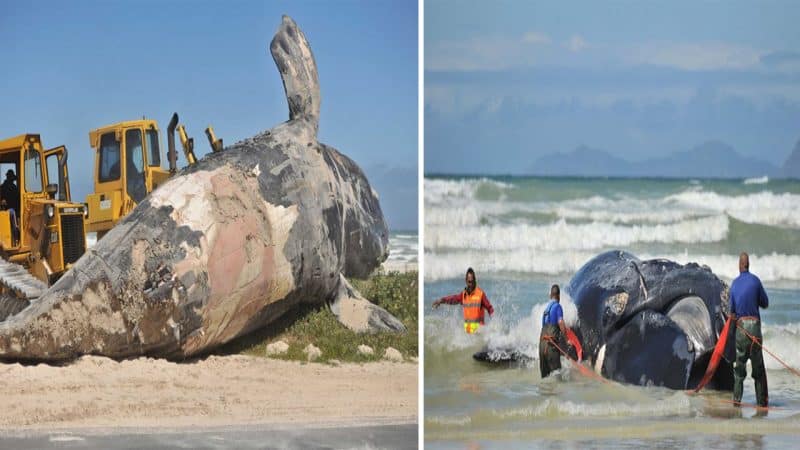 The Beast on the Shore: Giant Whale Ravaged by Great White Sharks Washed Up on South African Beach