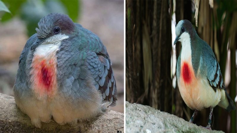 Symbol of Painful Love: Bleeding Dove