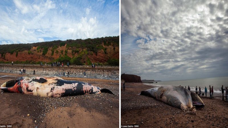 A Massive 50-Foot-Long Fin Whale’s Decomposing Body Washed Ashore on a Popular Beach on Britain’s South Coast: Concerns Mount Over Potential Explosion