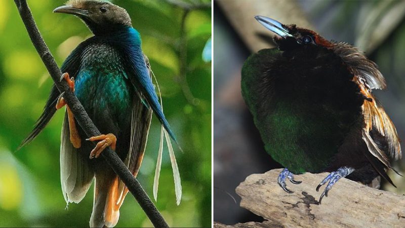 A Mesmerizing Mixture of Iridescent Violet-and-Lilac: The Standardwing Bird-of-Paradise