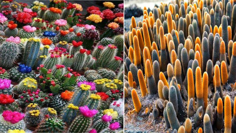 For the first time, witness a cactus in the Sahara desert more than 1000 years old simultaneously ‘blooming’.