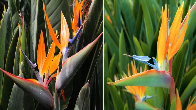 The Bird of Paradise Flower: Nature’s Flying Masterpiece