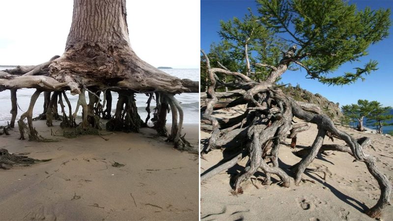 Unyielding Resilience: The Tree That Thrived Against All Odds, Defying Soil-Loss