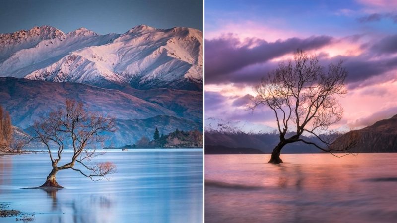 Wanaka tree through different colors at different times, Lake Wanaka