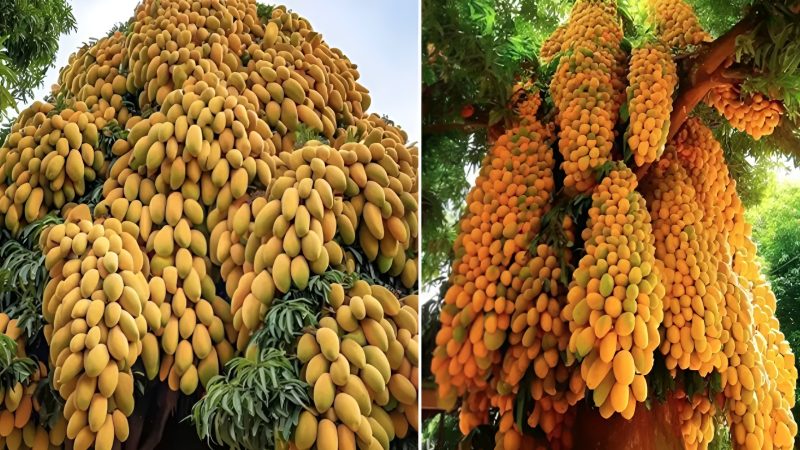 Farmers Celebrate Bountiful Harvest Season with Tears of Joy