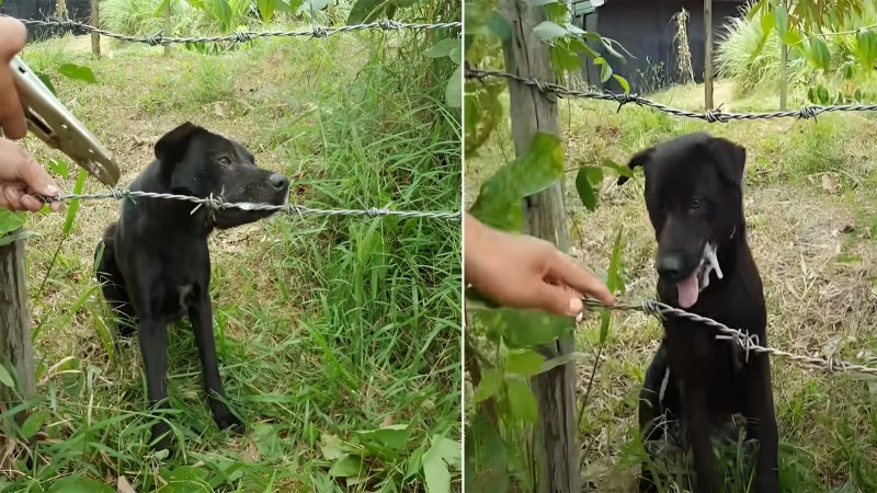 Rescuing a Dog Trapped in Barbed Wire: A Call for Help and Action