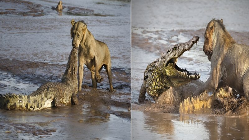 Lion vs Crocodile Showdown: Unprecedented Alliance as 3 Lions Join Forces to Battle a Crocodile Ashore