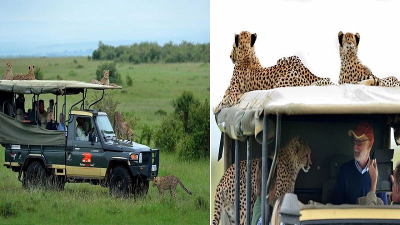 Visitors Hold Their Breath as Uninvited Guests Push Boundaries: A Close Encounter with Curious Cheetahs in Africa