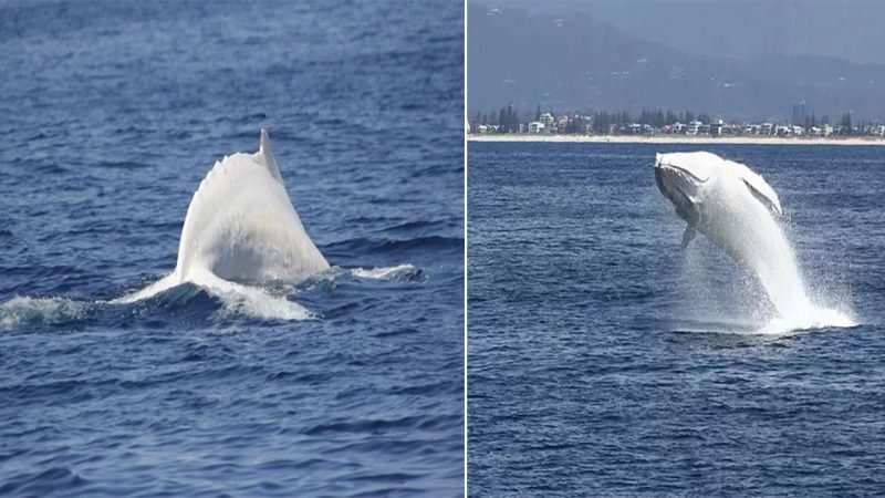 Migaloo: The World’s Iconic Pure White Humpback Whale and Father of Albino Calves