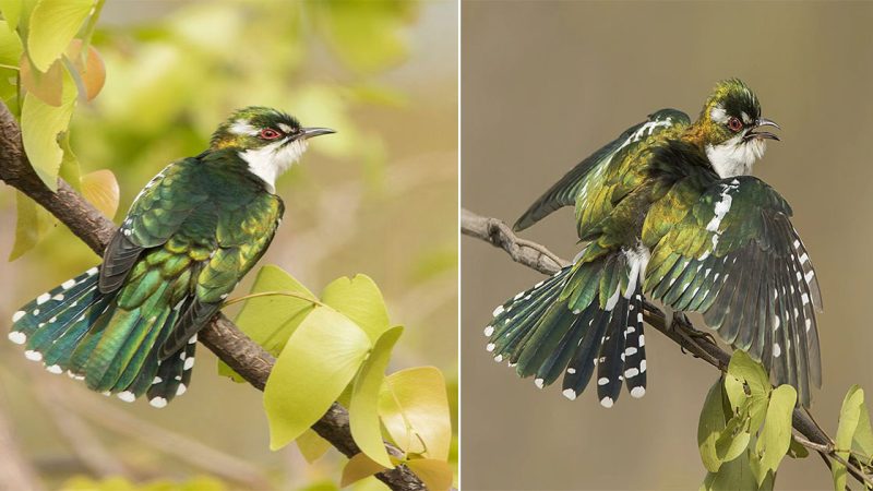 Glimpses into the Enchanting World of Chrysococcyx Caprius: Exploring the African Emerald Cuckoo