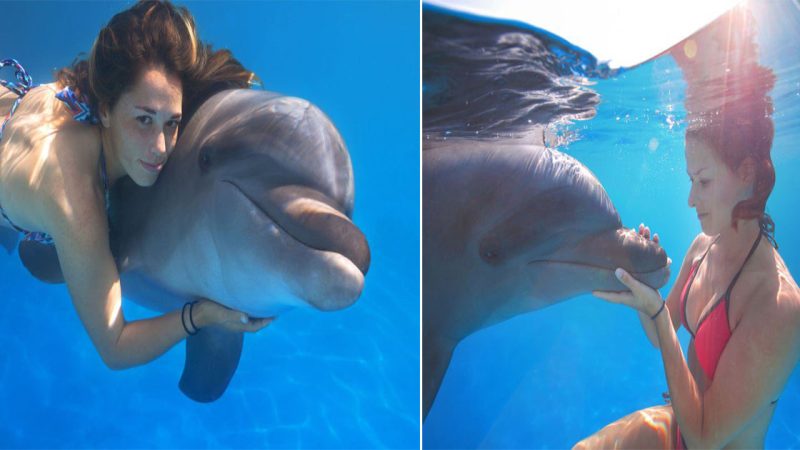 Witness the Incredible Intelligence of Dolphins: Exploring Their Remarkable Cognitive Abilities and Unforgettable Encounters