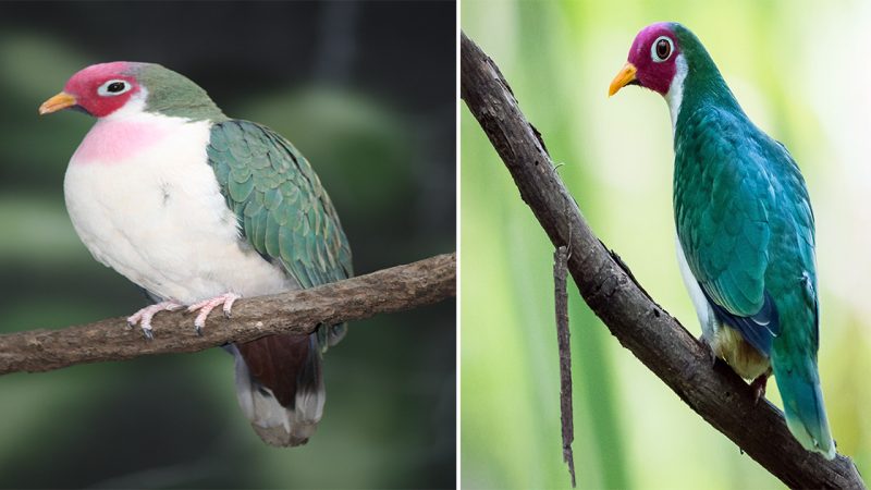 The Exquisite Jambu Fruit Dove: A Colorful Garden Gem