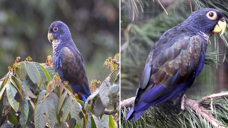 Discovering the Enigmatic Pionus chalcopterus: A Stunning Parrot Species