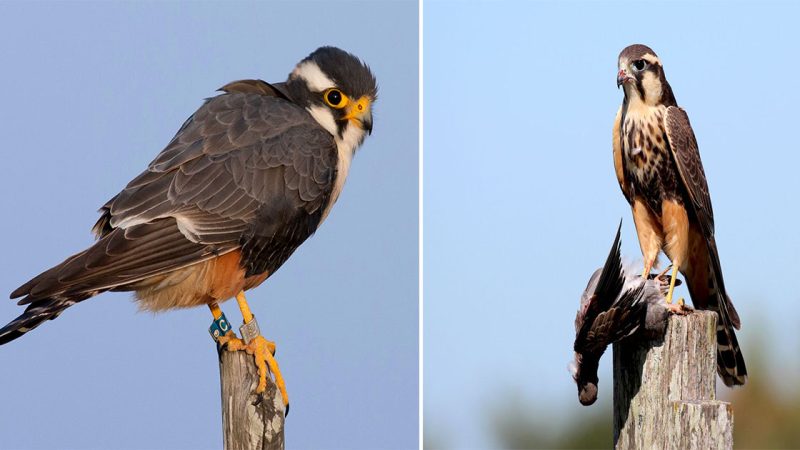 Discovering Falco femoralis: The Fascinating Aplomado Falcon