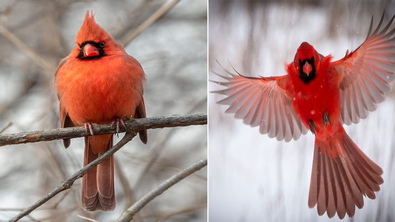 Flaming Red Flame: The Northern Cardinal – The Beauty and Abundance of a Beautiful Bird