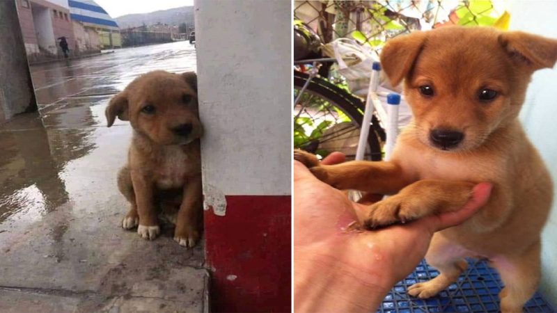 A touching story about a puppy that was abandoned and found a kind owner in the rain