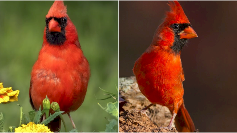 Northern Cardinal – The Striking and Beloved Bird of Winter