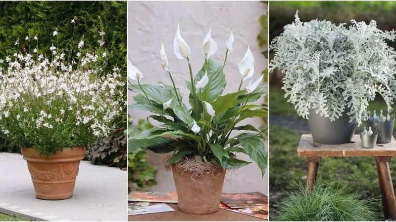 48 Best Spiller Filler Thriller Plants for Your Home and Garden