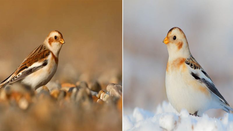 Snow Bunting: Embracing the Arctic Beauty of a Small Bird Adorned in White Plumage for Snowy Camouflage