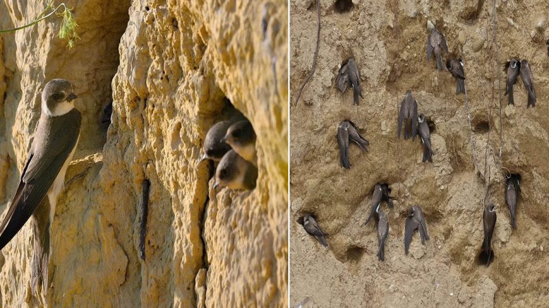 Sand Martins: Celebrating the Remarkable Birds with Unique Nesting Behavior and Aerial Acrobatics, Elevating Them as Among the Most Fascinating Avian Species