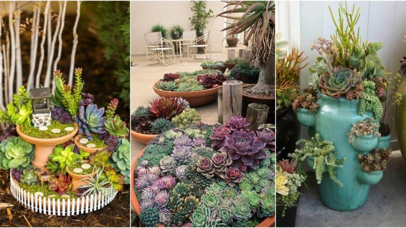 Boost Your Curb Appeal with these 23 Stunning Succulent Porch Garden Ideas