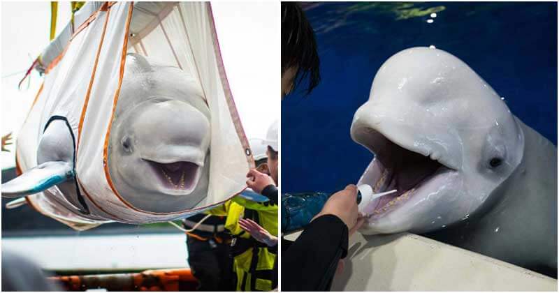 Celebrating Freedom: Beluga Whales Little Grey and Little White Find Sanctuary in the Open Sea