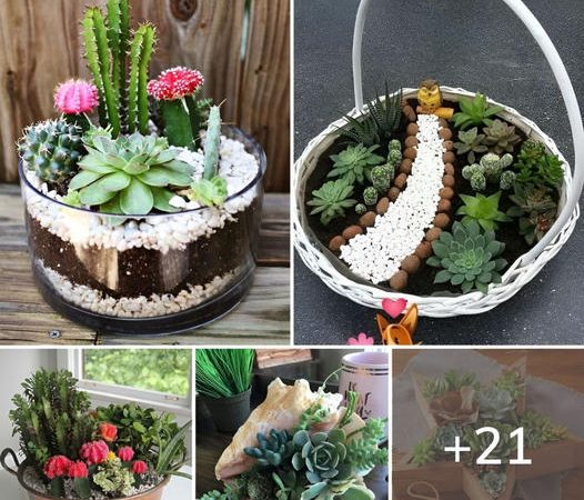 Incredible Do-It-Yourself Creation: Stunning Cactus and Succulent Dish Garden