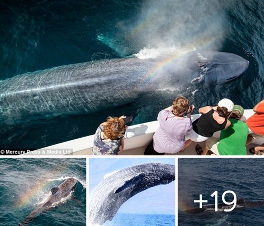 Stunning Photographs Capture Whales Creating Rainbows