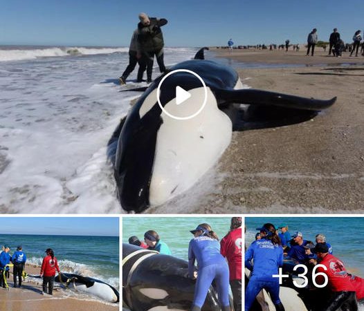 Rescue Workers Brave Hypothermia to Save Six Beached Killer Whales in Argentina