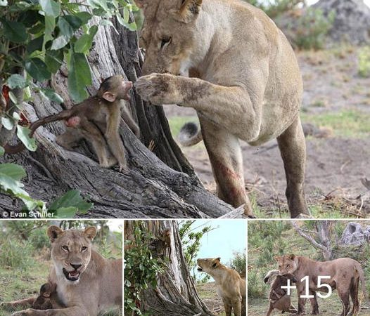 Heartwrenching Encounter: Baby Baboon’s Touching Moment with Lioness Before Rescued by Brave Father