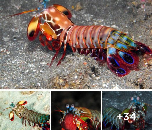 The ‘Ocean Killer’ Peacock Mantis Shrimp: Nature’s Astonishing Predator