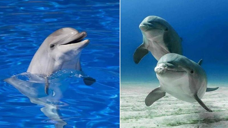 Symphony of the Seas: The Enchanting World of Dolphins