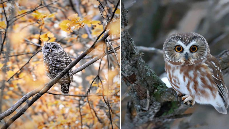 Mystical Owls: Guardians of the Night