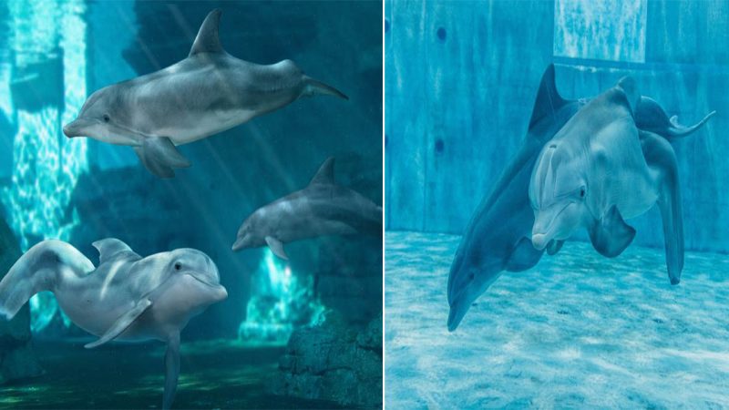 Dolphins: The Playful Ambassadors of the Ocean