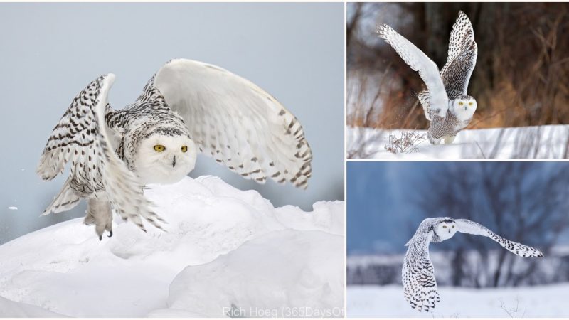 Snowy Owl: The Enchanting Guardian of the Arctic Tundra