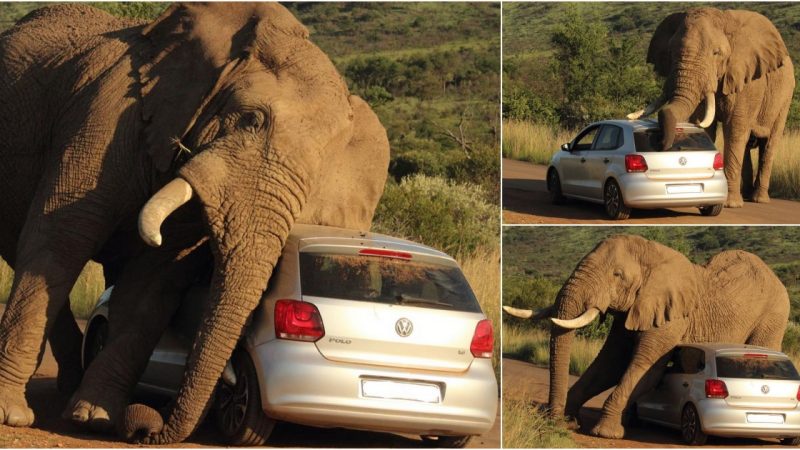 While a New Elephant in South Africa Becomes Angry, Tourists Remain in Their Vehicles