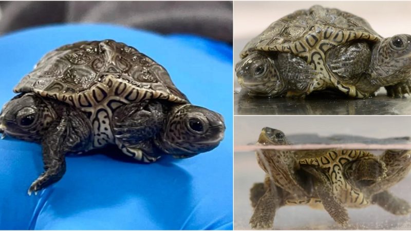 Marvel at the strange appearance of a two-headed and six-legged diamondback turtle