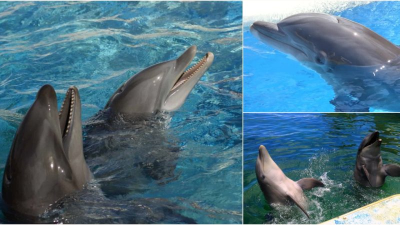 Exploring the Fascinating World of Wholphins