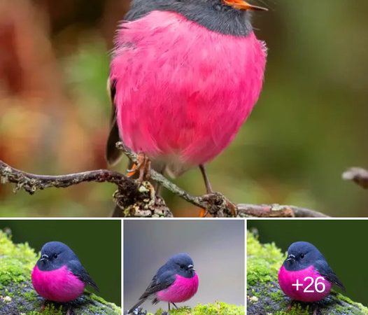 Exploring the Secret Lives of Pink Robins: Nature’s Tiny Treasures