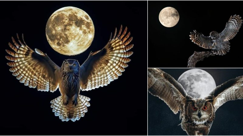 A Majestic Full Moon Night: An Owl Soars Across the Sky