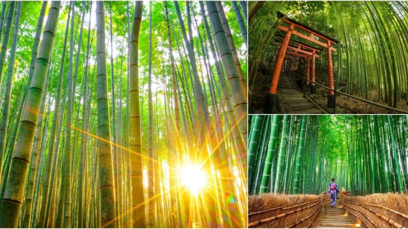 Discover the Enchanting Bamboo Forests of Japan: A Hidden Natural Wonder