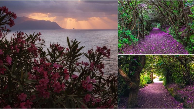 Natural Rhododendron tunnels in Reenagross Park, Kenmare, Ireland