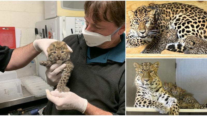 Saint Louis Zoo Welcomes Birth of Two Critically Endangered Amur Leopard Cubs