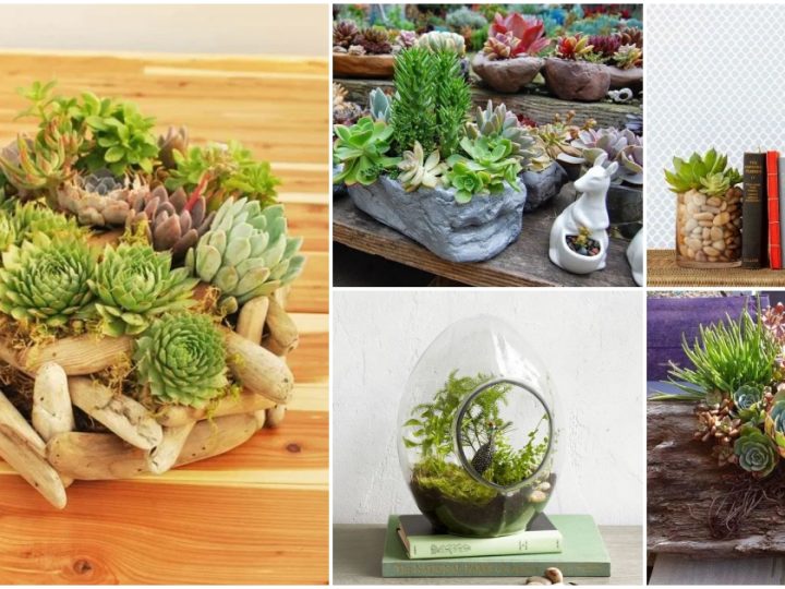 Explore a Collection of Creative Succulent Planter Designs on the Rise