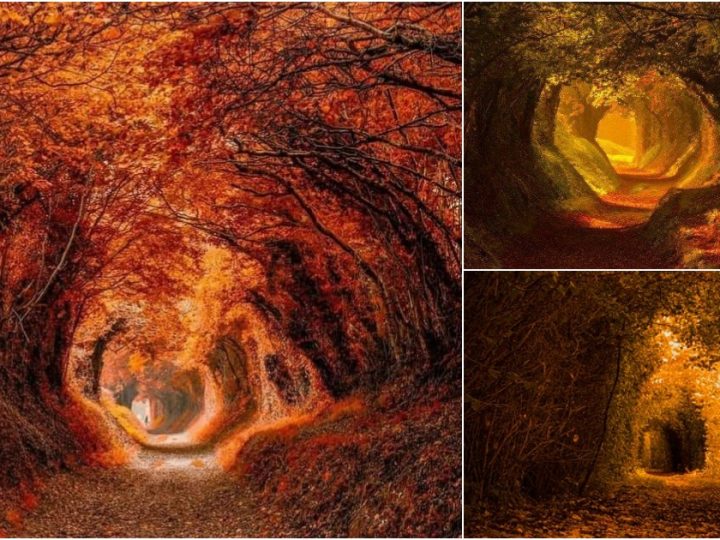 A Journey Through Japan’s Majestic Tree Tunnel